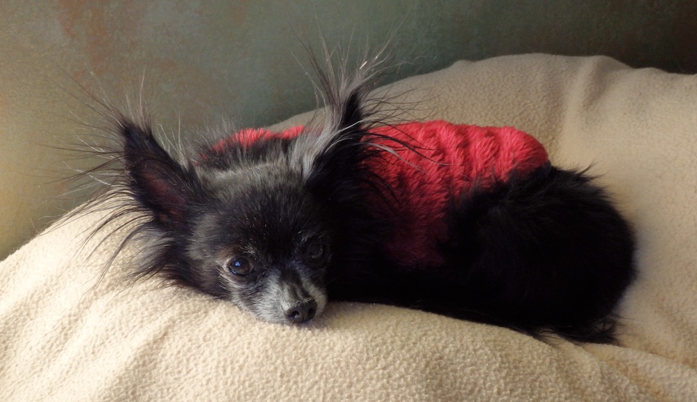 Small black dog in red coat